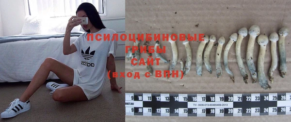 прущие грибы Абинск